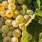 Виноград Мускат Италия Виноград Мускат Италия - Dolina-Sad.Ru