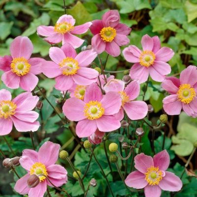 Анемона Септембер Чарм Анемона Септембер Чарм - Dolina-Sad.Ru