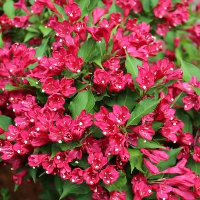 Вейгела Эвита, С3 - Dolina-Sad.Ru