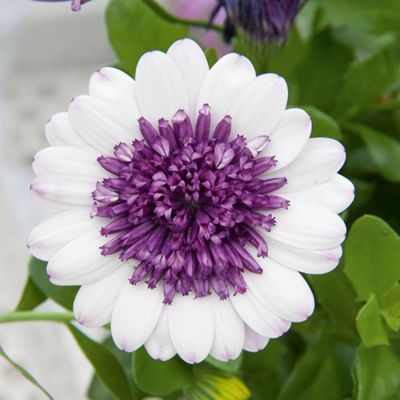 Остеоспермум 3Д Блюберри Шейк - Dolina-Sad.Ru