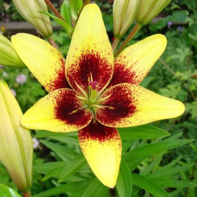 Лилия Жоан Песоа 2 шт Лилия Жоан Песоа 2 шт фото