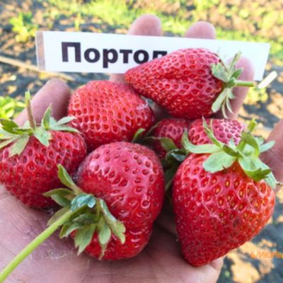 Комплект саженцев клубники Портола Комплект саженцев клубники Портола - Dolina-Sad.Ru