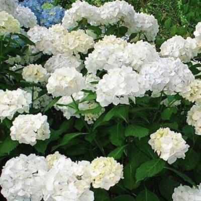 Гортензия крупнолистная Фест Уайт - Dolina-Sad.Ru