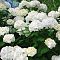 Гортензия крупнолистная Фест Уайт - Dolina-Sad.Ru
