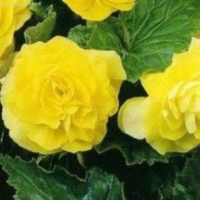 Бегония Гоу-гоу желтая F1 Бегония Гоу-гоу желтая F1 фото