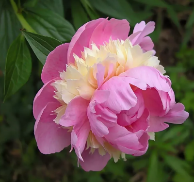 Пион Сорбет Пион Сорбет фото