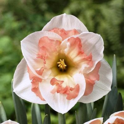 Нарцисс Пинк Уандер Нарцисс Пинк Уандер фото