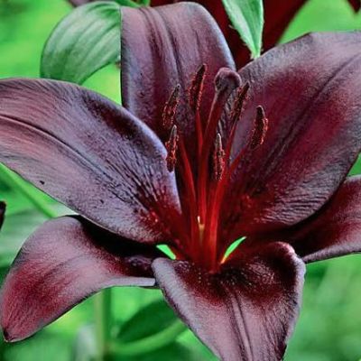 Лилия Найтрайдер Лилия Найтрайдер фото