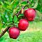 Яблоня Ред Делишс Яблоня Ред Делишс - Dolina-Sad.Ru