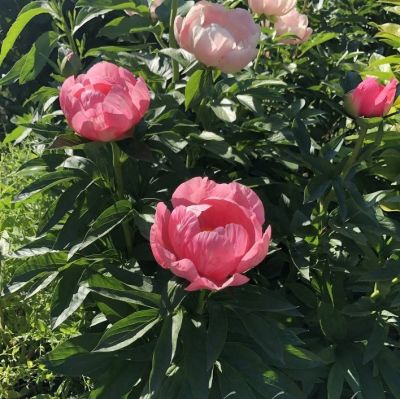 Пион Лавли Роуз - Dolina-Sad.Ru