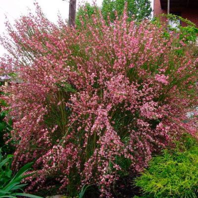 Ракитник Бурквуди Ракитник Бурквуди - Dolina-Sad.Ru