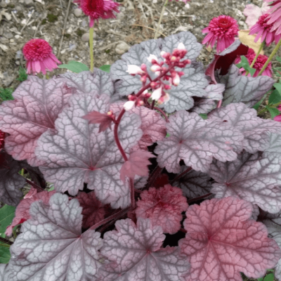 Гейхера Ворлд Кафе Шакерато , С1,5 Гейхера Ворлд Кафе Шакерато , С1,5 фото