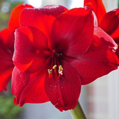 Амариллис Ред Тайгер (Парк Ред) Амариллис Ред Тайгер (Парк Ред) фото