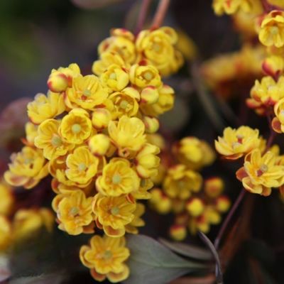 Барбарис оттавский Аурикома, С2 Барбарис оттавский Аурикома, С2 - Dolina-Sad.Ru