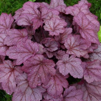 Гейхера Грейп Сода Гейхера Грейп Сода - Dolina-Sad.Ru