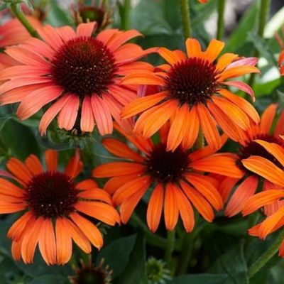 Эхинацея Оранж Скиппер , Эхинацея Оранж Скиппер , фото