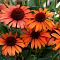 Эхинацея Оранж Скиппер , Эхинацея Оранж Скиппер , фото