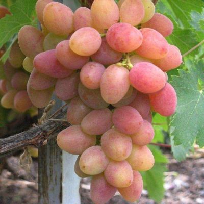 Виноград Алладин Виноград Алладин - Dolina-Sad.Ru