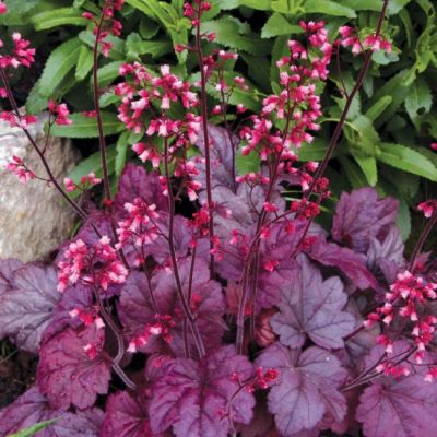 Гейхера Грейп Сода Гейхера Грейп Сода - Dolina-Sad.Ru