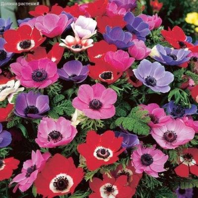 Микс Анемона де Каен за рубль Микс Анемона де Каен за рубль фото