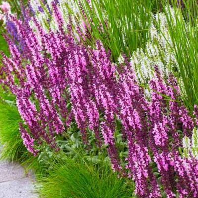 Шалфей дубравный Сенсейшн Компакт Роуз Шалфей дубравный Сенсейшн Компакт Роуз - Dolina-Sad.Ru