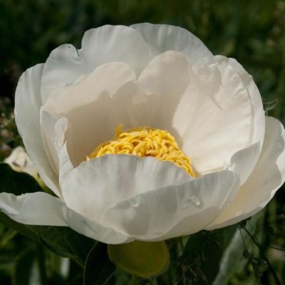 Пион Ян Ван Левен - Dolina-Sad.Ru