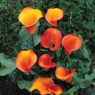 Калла Хамелеон Калла Хамелеон фото