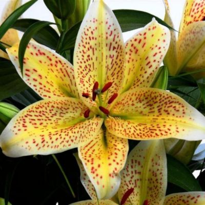 Лилия Тигермун - Dolina-Sad.Ru