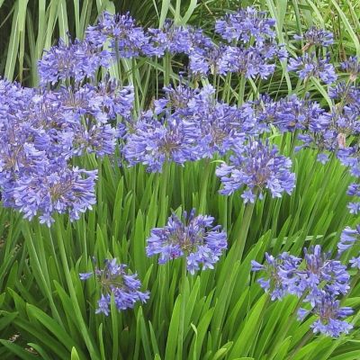 Агапантус Питер Пен Агапантус Питер Пен - Dolina-Sad.Ru