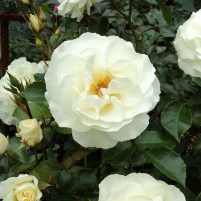 Роза Штамбовая Вайт Мейлав Роза Штамбовая Вайт Мейлав - Dolina-Sad.Ru