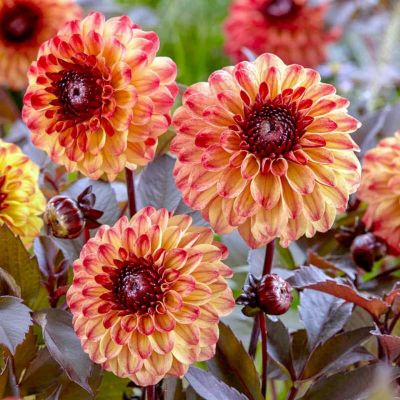 Георгина тирза Георгина тирза фото