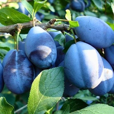 Слива Синий Дар Слива Синий Дар - Dolina-Sad.Ru