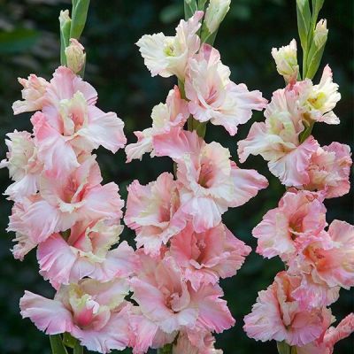 Гладиолус Майндсет Гладиолус Майндсет - Dolina-Sad.Ru