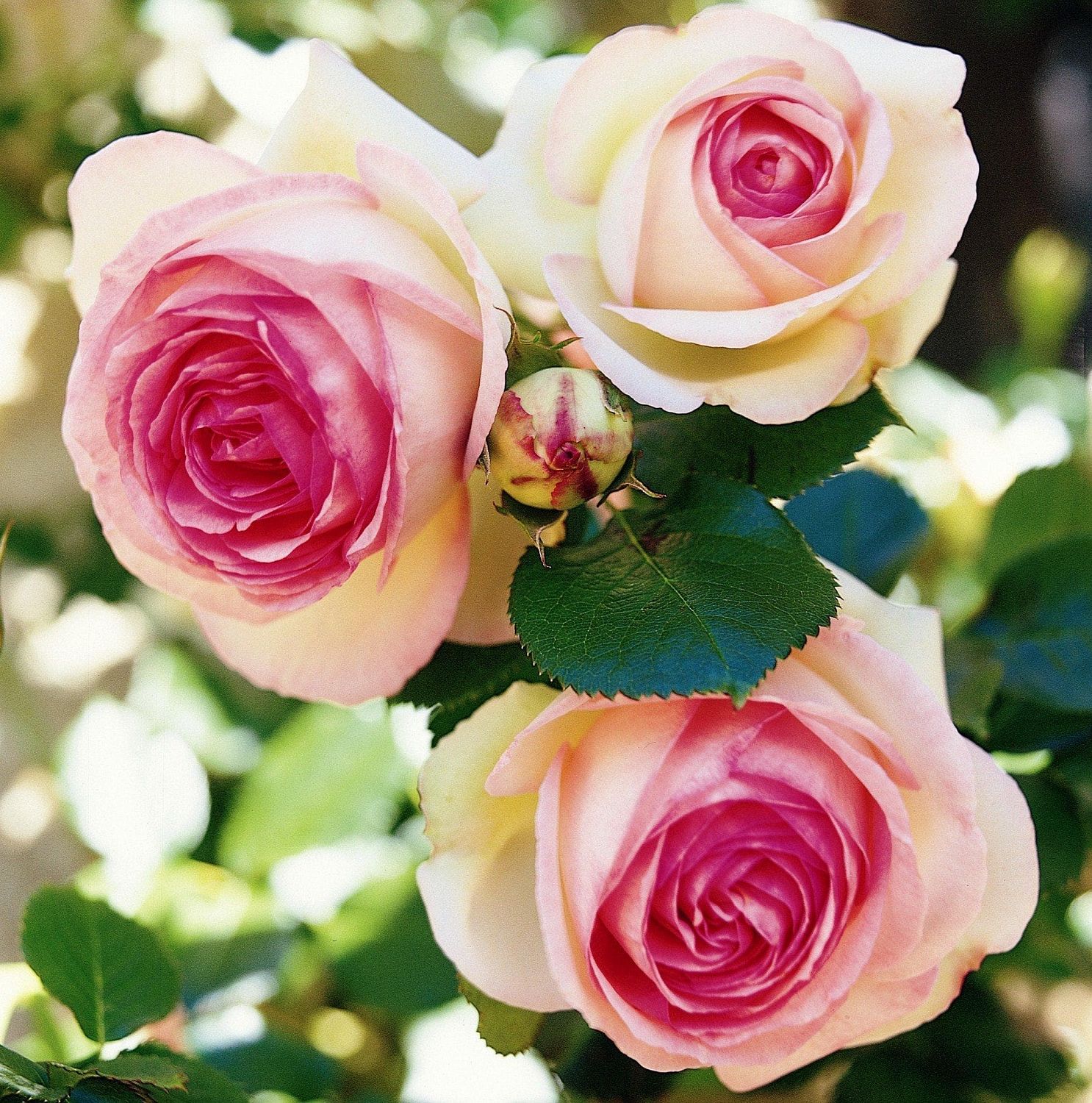 Роза Эден Роуз Роза Эден Роуз фото