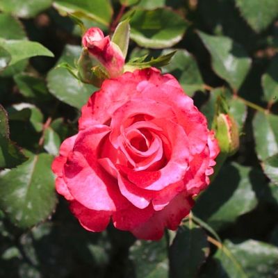 Роза Куравита - Dolina-Sad.Ru