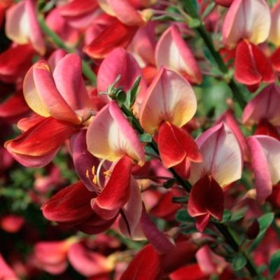 Ракитник Бурквуди Ракитник Бурквуди - Dolina-Sad.Ru