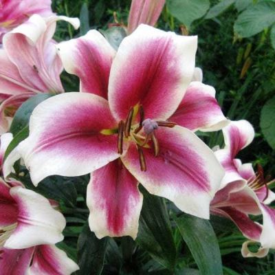 Лилия Пассиональ Лилия Пассиональ фото