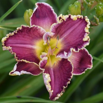 Лилейник Сторм оф зэ Сэнчури Лилейник Сторм оф зэ Сэнчури фото