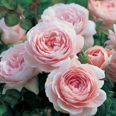 Роза Дэвид Аустин Роза Дэвид Аустин - Dolina-Sad.Ru