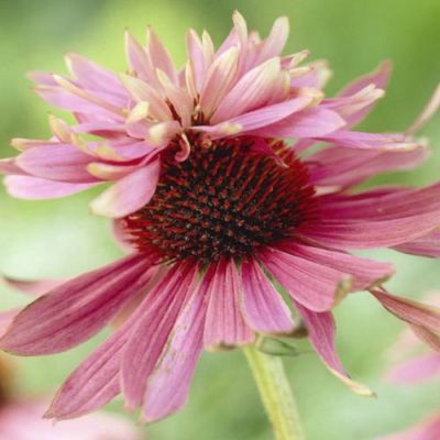 Эхинацея Индика Эхинацея Индика - Dolina-Sad.Ru