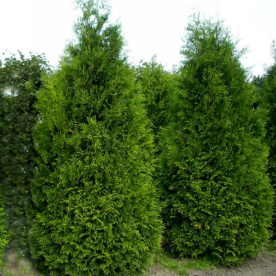 Туя западная Кинг оф Брабант Туя западная Кинг оф Брабант фото