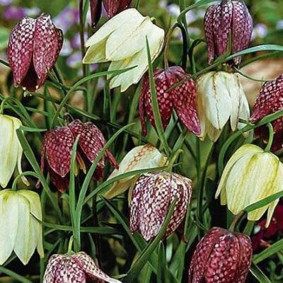 Рябчик Мелиагрис Микс Рябчик Мелиагрис Микс фото