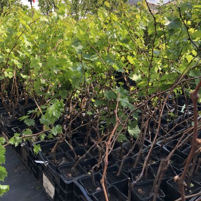 Виноград Румба фото