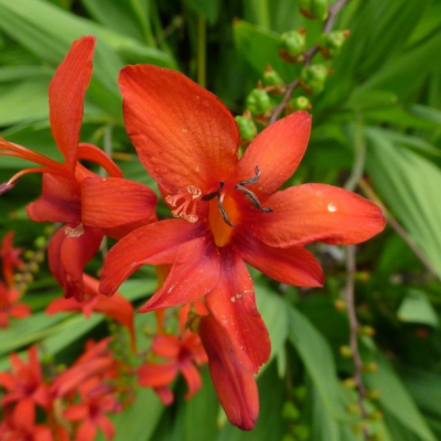 Гладиолус Лайт Ред Гладиолус Лайт Ред - Dolina-Sad.Ru