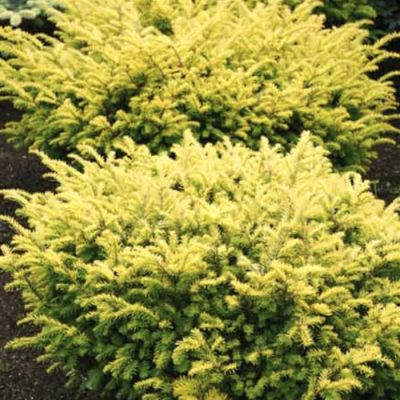 Тис ягодный Купер Голд Тис ягодный Купер Голд - Dolina-Sad.Ru