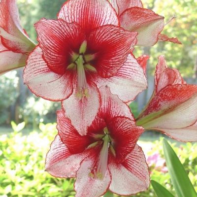 Амариллис Шоумастер - Dolina-Sad.Ru