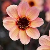 Георгина Фёрст Лав Георгина Фёрст Лав - Dolina-Sad.Ru