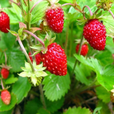 Земляника лесная фото