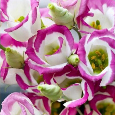 Эустома Пикколо Пикоти малиновая F1, гранул. пробирка Эустома Пикколо Пикоти малиновая F1, гранул. пробирка - Dolina-Sad.Ru