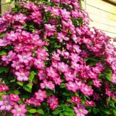 Клематис Беникомачи Клематис Беникомачи фото